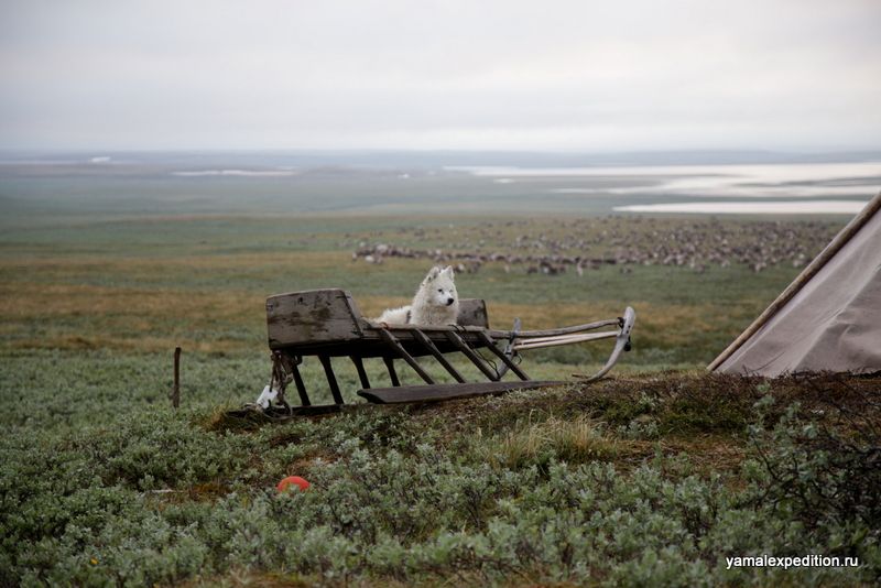 Yamal expedition