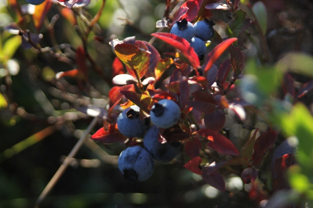 Huge blueberries that were VERY sweet greeted us in St John’s during our first walk