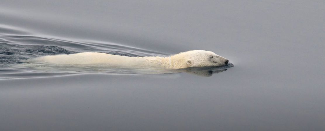 Polar Bear (Ursus maritimus) swimming, in between pack ice North of Svalbard