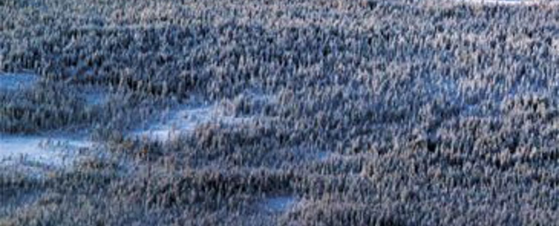 Taiga Landscape near Rovaniemi, Finland 