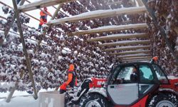 Drying cod in Lituania