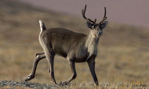 Caribou