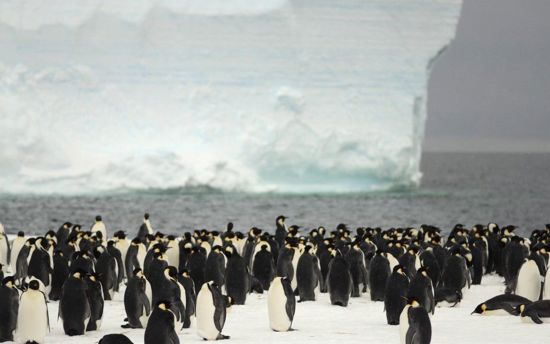 penguin_colony_IPF