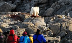 Polar Bear Ursus Maritimus Svalbard