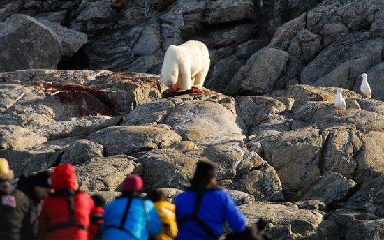 Polar Bear Ursus Maritimus Svalbard