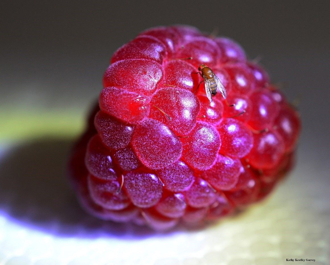 Invasive pest threat to the North: spotted wing Drosophila (Drosophila suzukii), threat to Nordic berry yields, both cultivated and wild.