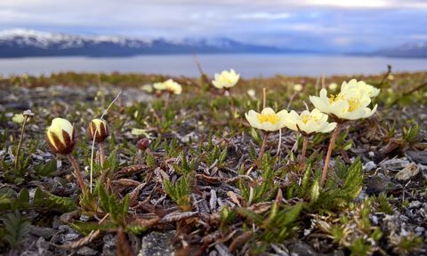 Dryas octopetala in Björkliden, Sweden