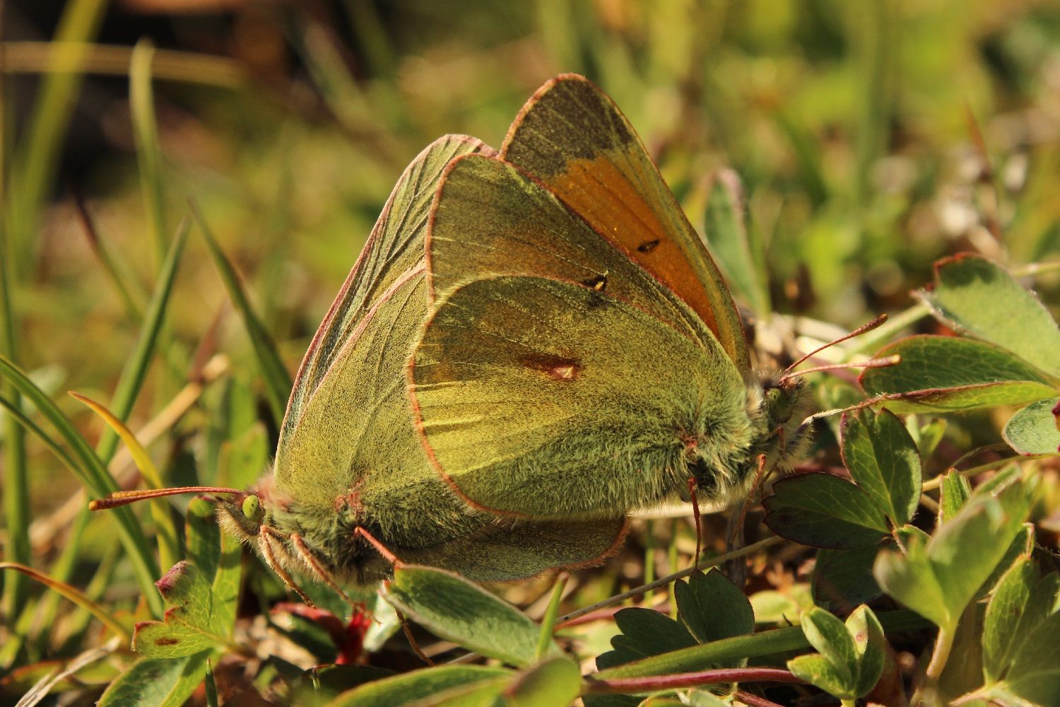 Northern clouded yellow Colias hecla