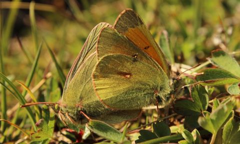 Northern clouded yellow Colias hecla