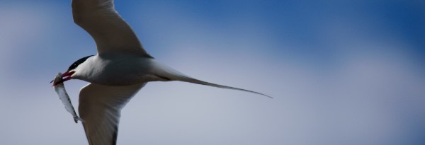 CAFF-IASC Fellowship call banner.jpg