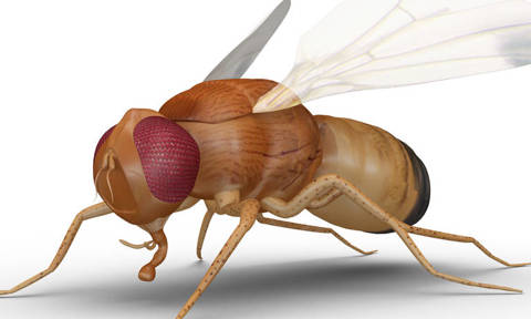 NOVA climate change entomology in the north.jpg