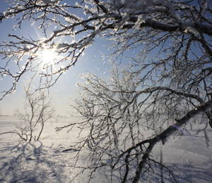 Sun through frosty branches