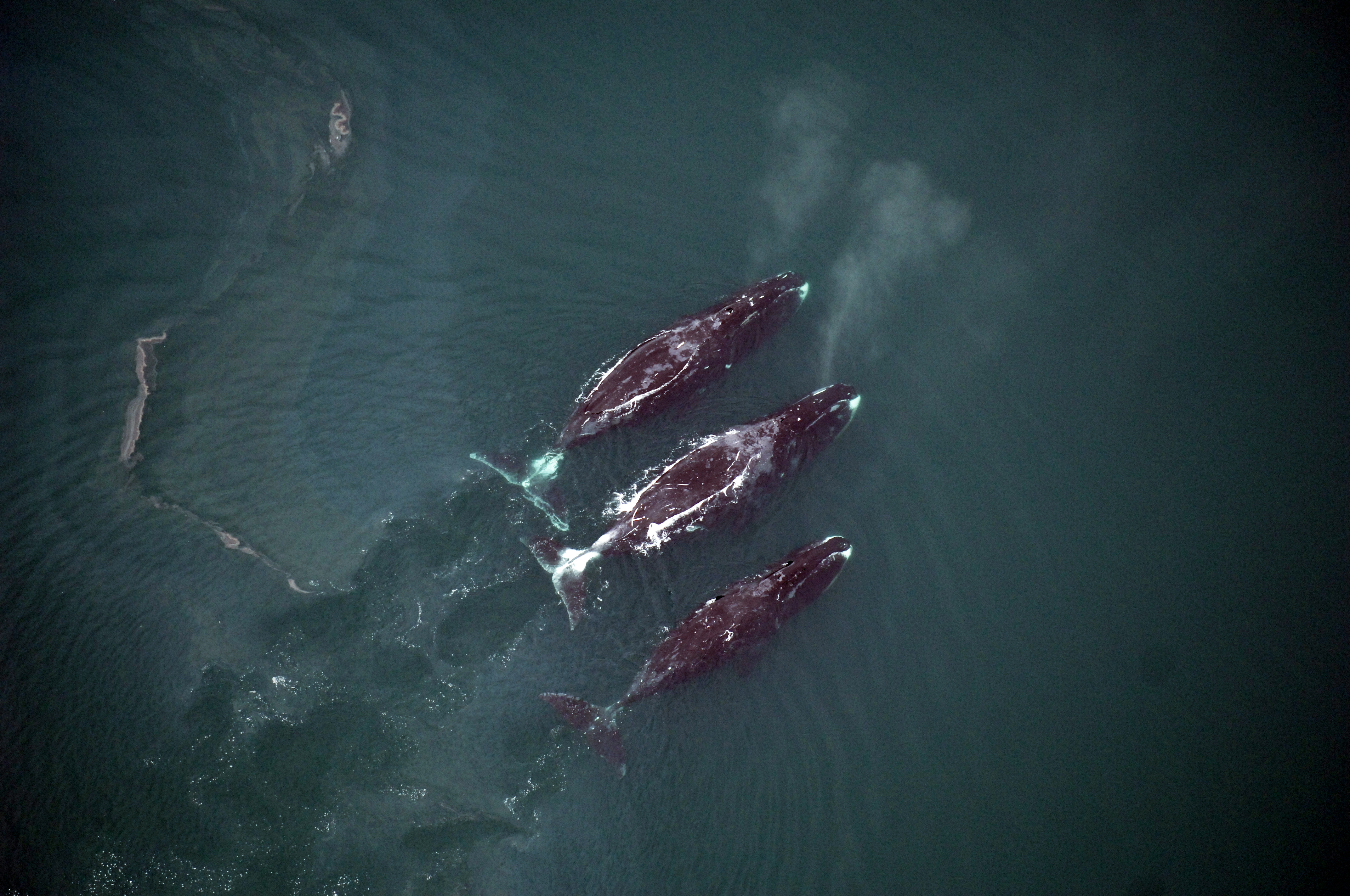 Among Alaska’s marine mammals, bowheads are the most vulnerable to increased shipping traffic in the Arctic, a new study concluded.