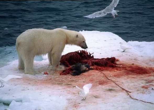 A polar bear eats a seal. Toxic chemicals can bio-accumulate in the fat of seals, contaminating the bears which eat them