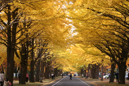Gingko Avenue