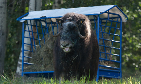 One of the muskox cows that was part of our study, Yakutia.