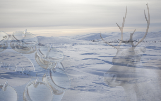 Arctic Indingenous Skills