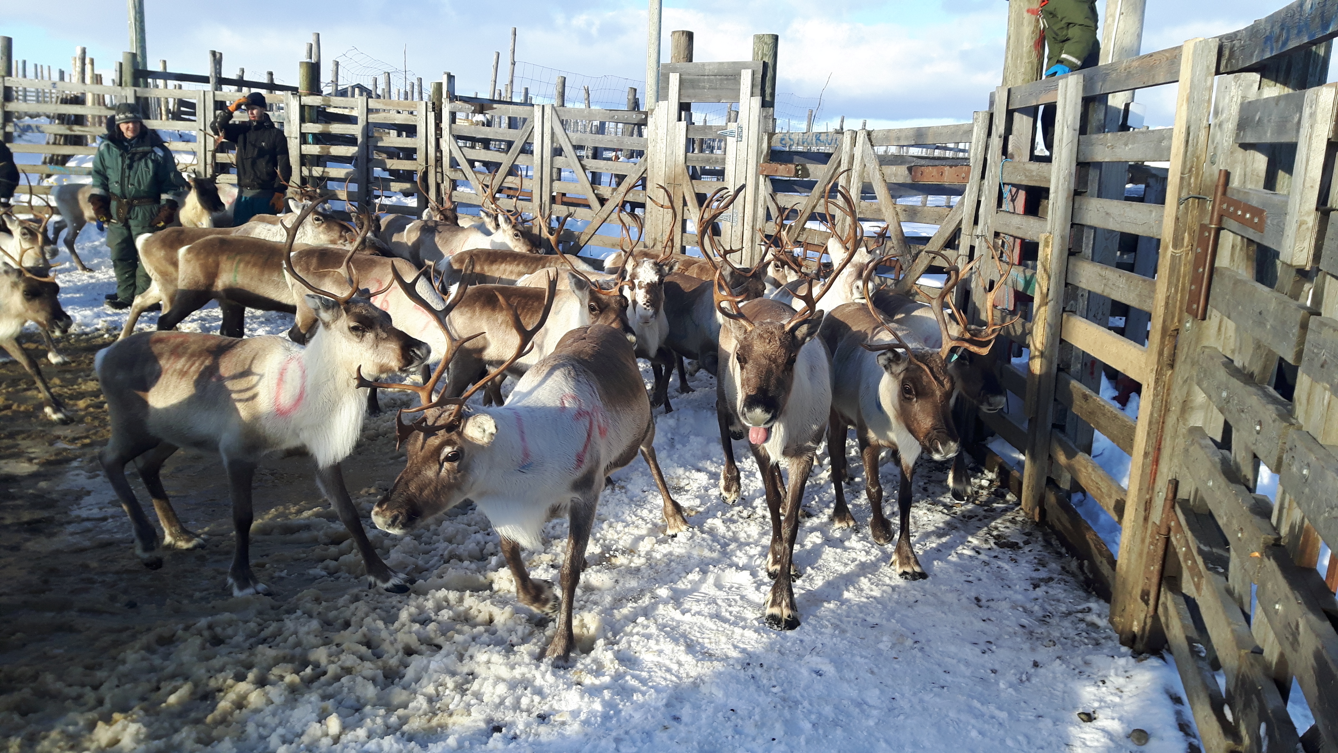 Jeff Welker_reindeer