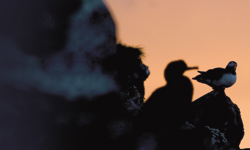 Blakekjaer Establishing West Nordic Studies