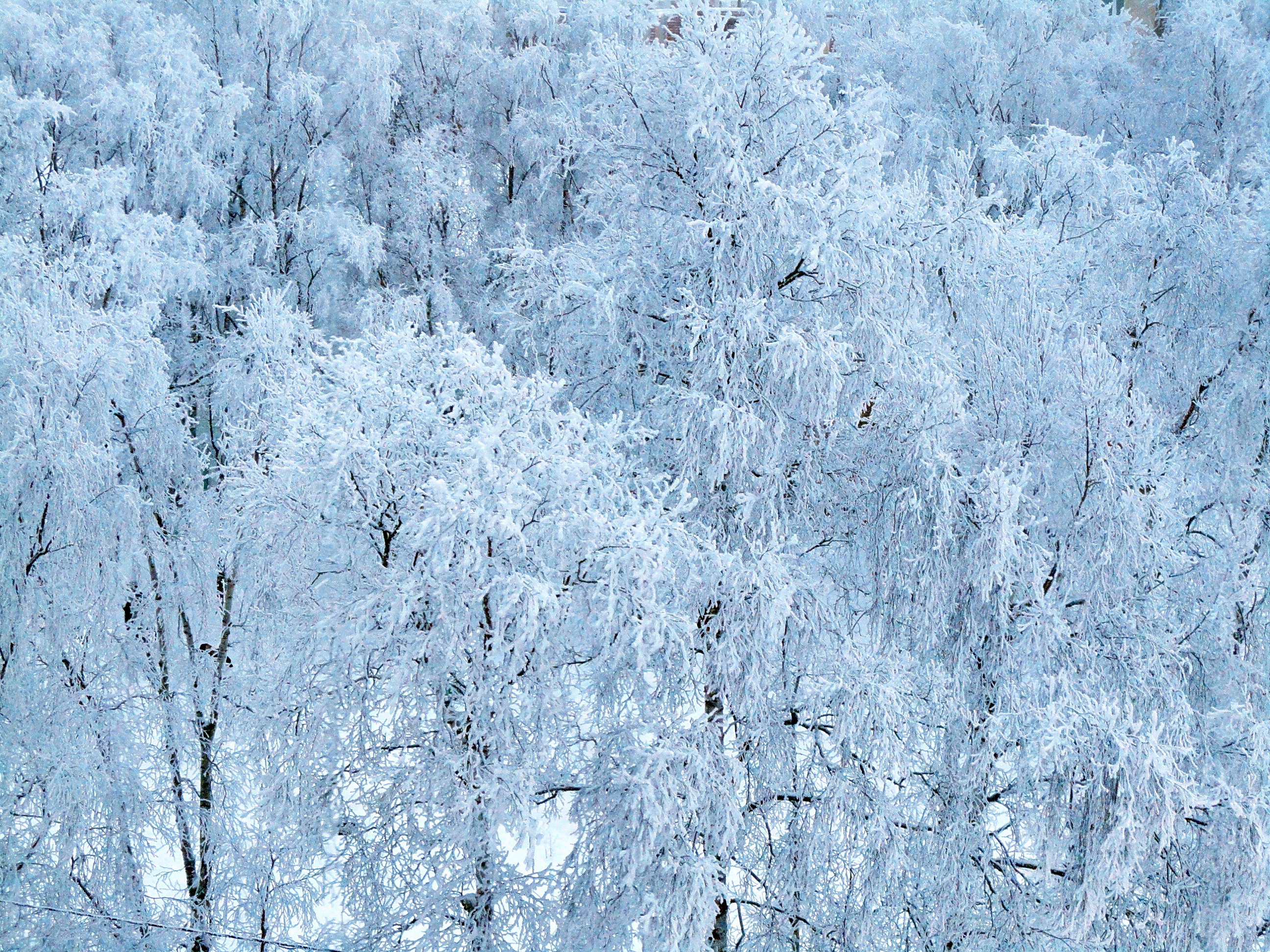Winter in Arkhangelsk