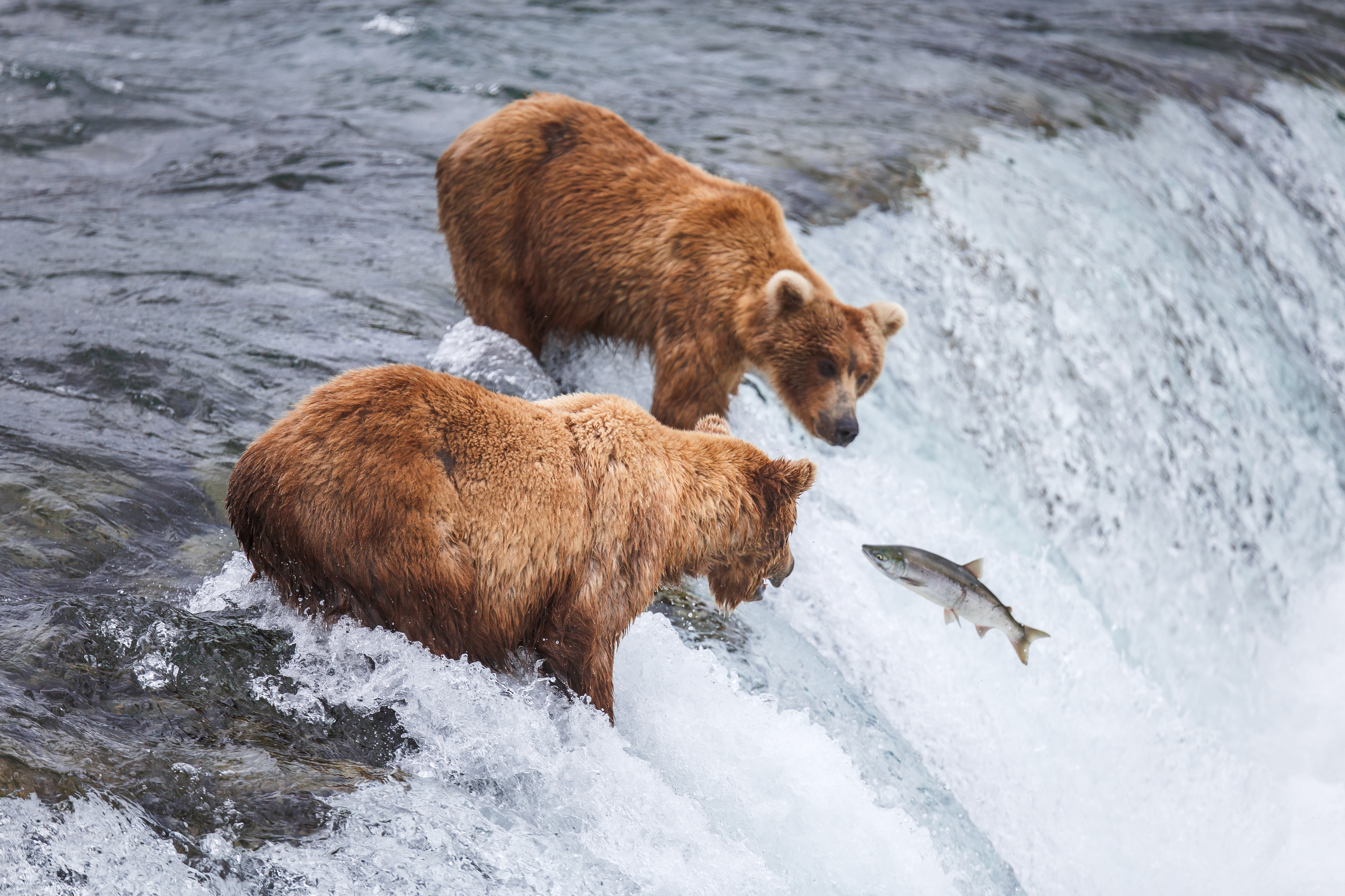 Grizzly Bears Fishing For Salmon PK2ZNLJ