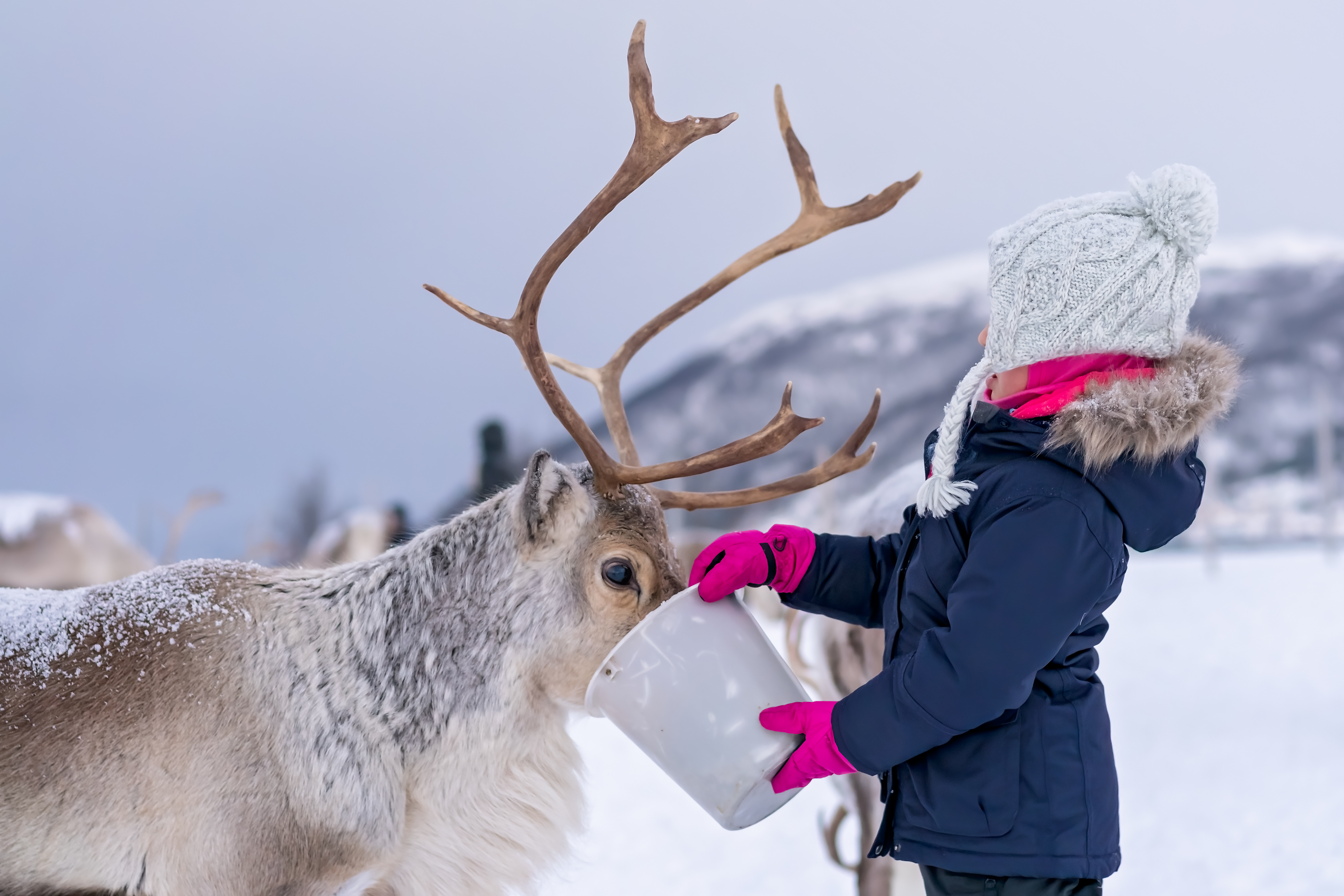 Little Girl Feeding Reindeer In Winter GV3WZ5D