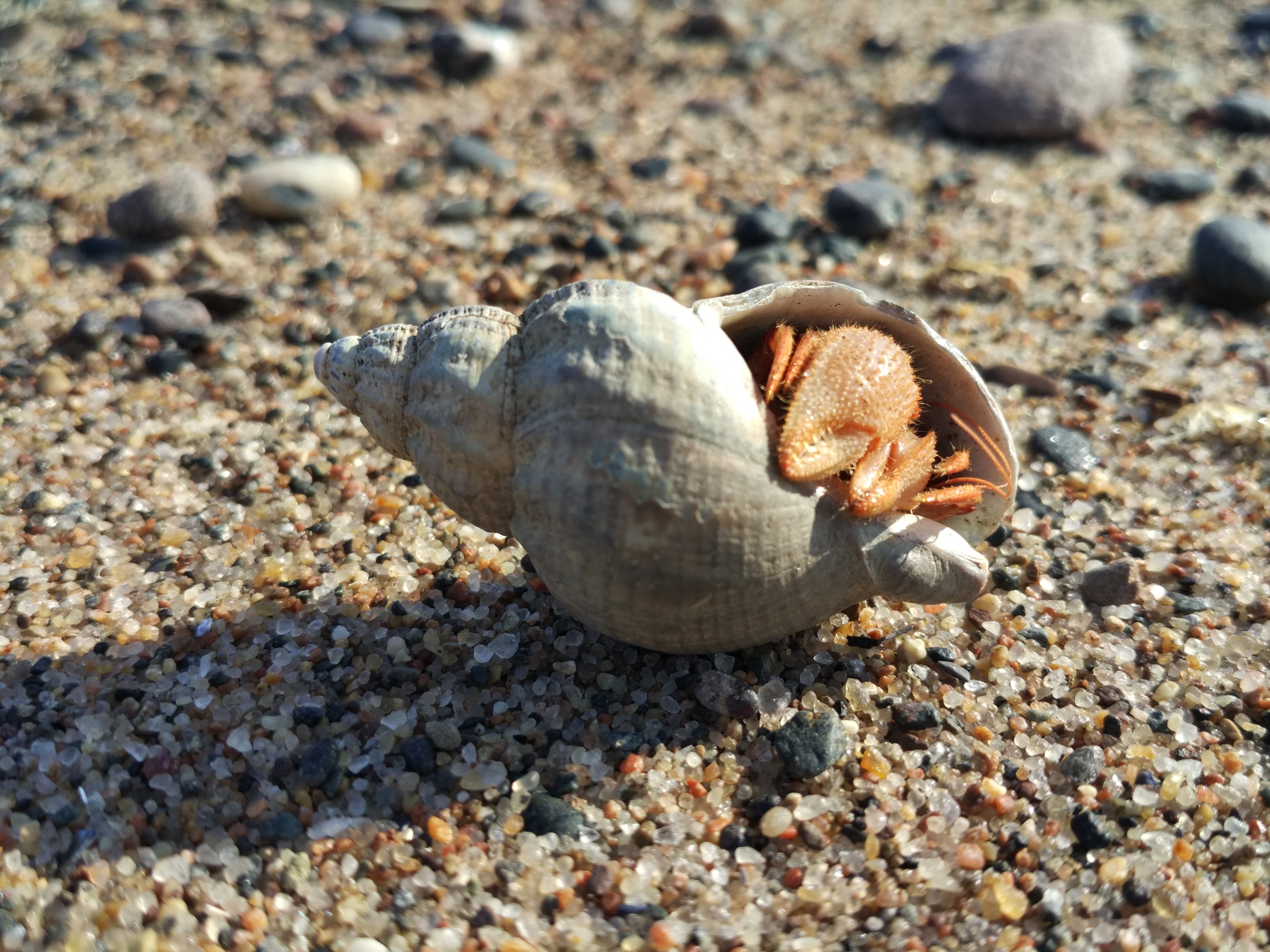 White Sea Gzelenova3