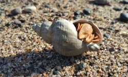 White Sea Gzelenova3