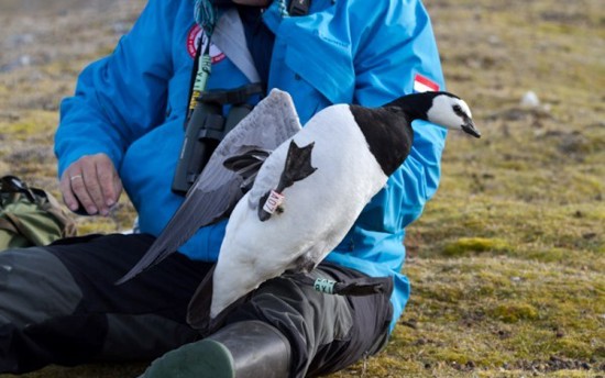 Arctic Centre University Of Groningen Profile 2