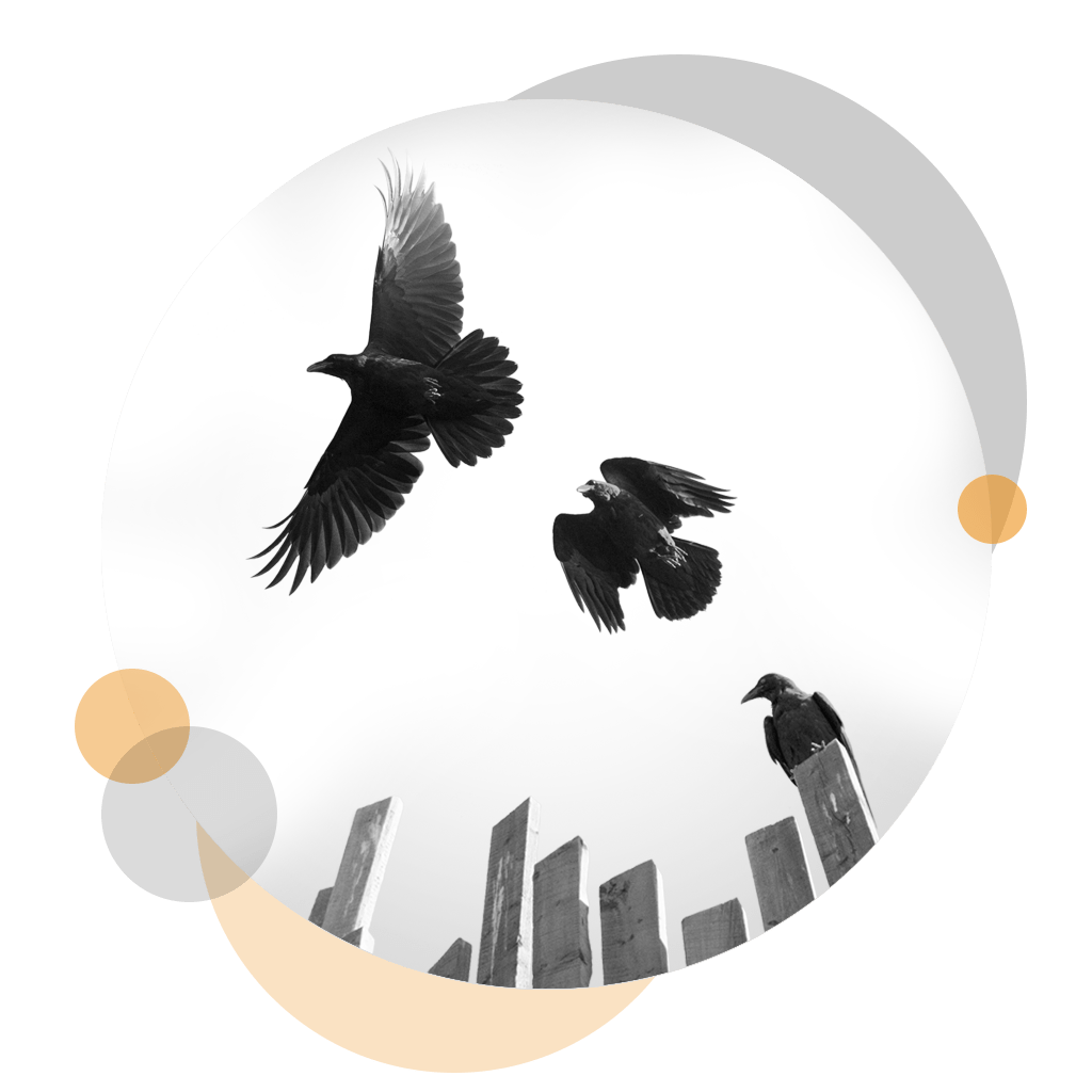 Arctic Youth Network AYN Banner