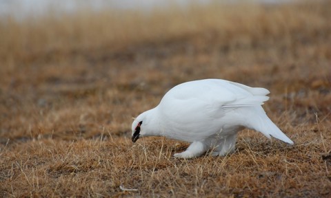 Ptarmigan in Bylot Island 