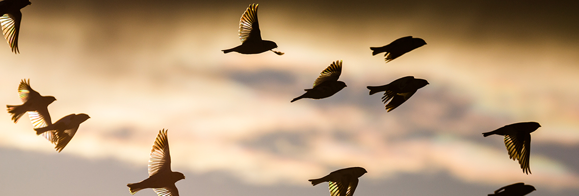 TN Teacher Education Morning Watch