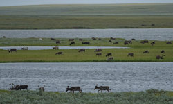 Shared Voices 2021 Eating Plants To Mitigate The Impacts Of Climate Change On Tundra