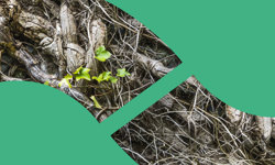 Shared Voices 2021 Growing Connections Between Scotland And Uarctic