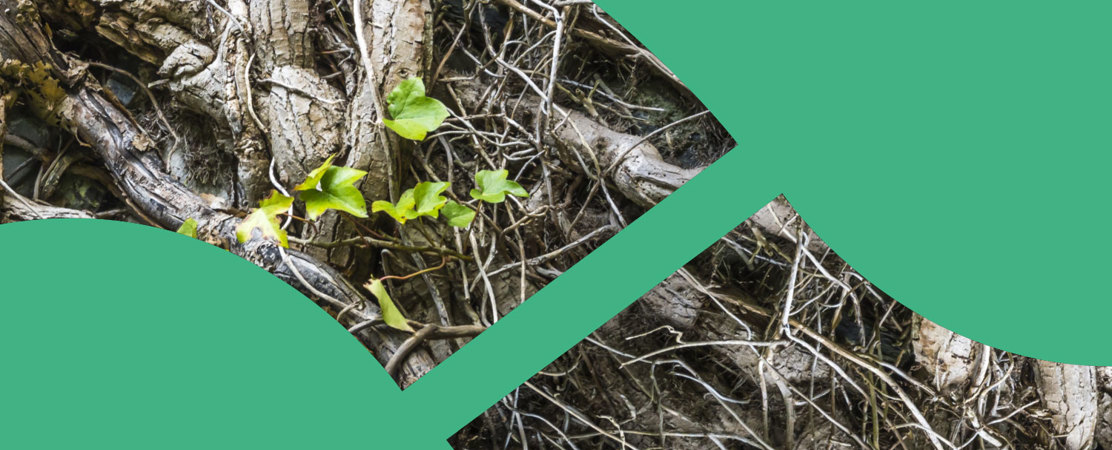 Shared Voices 2021 Growing Connections Between Scotland And Uarctic