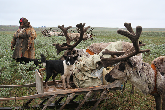 Reindeer herding in Yamal Peninsula. Photo: Bruce Forbes.