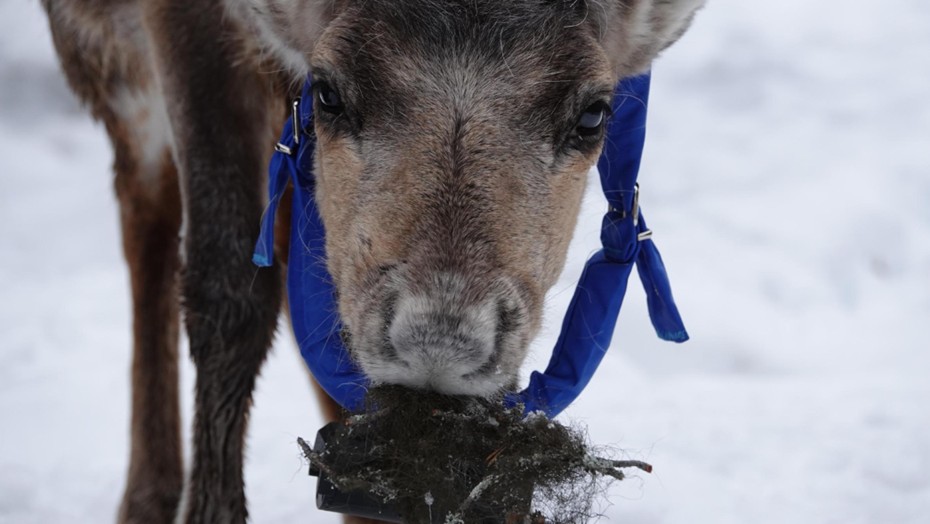 Embassy Of Reindeers