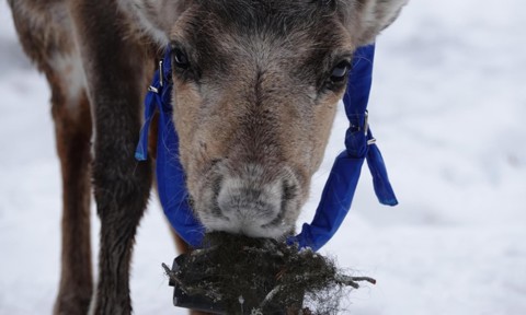 Embassy Of Reindeers