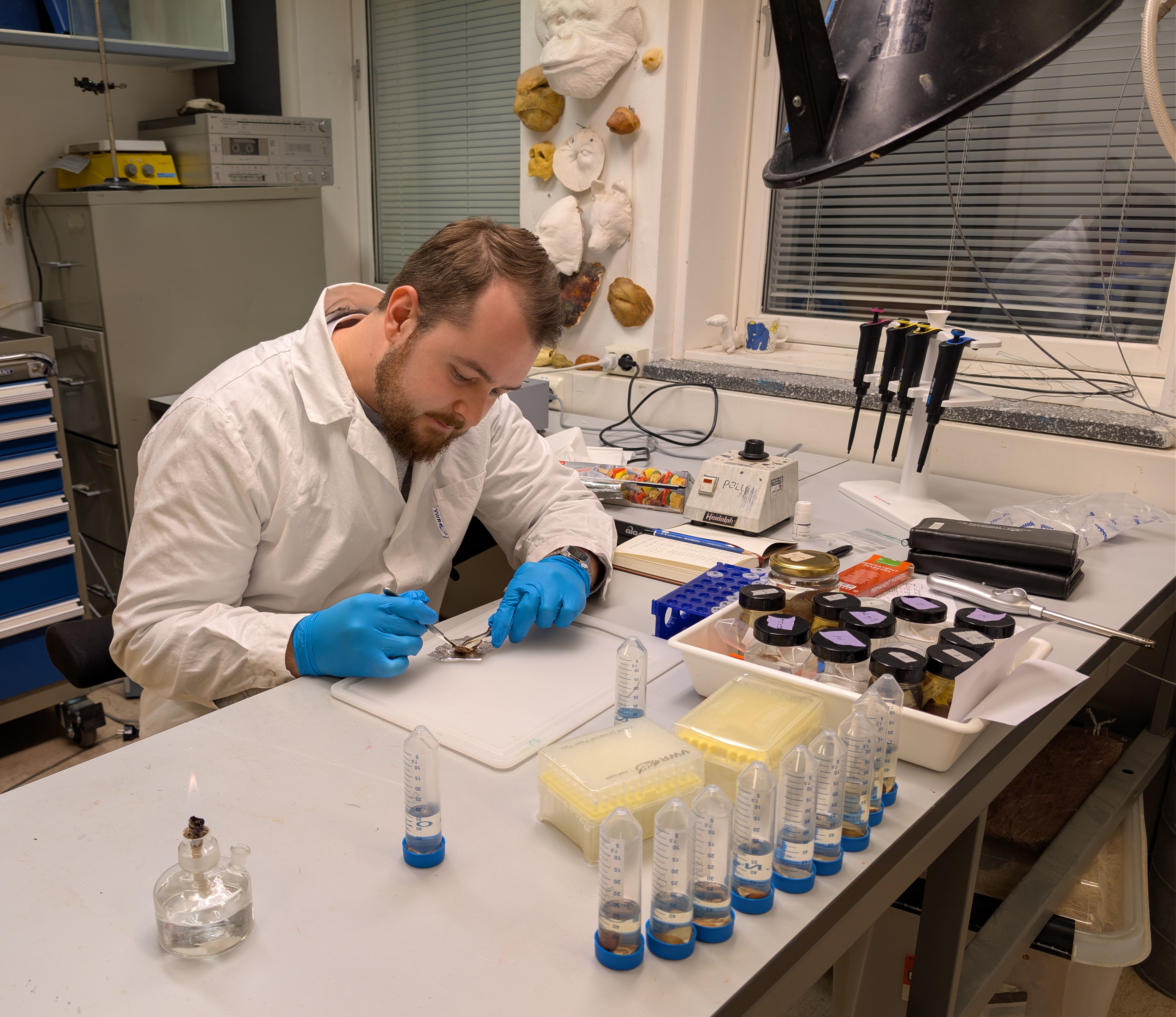 Filip Morin extracting DNA from Astarte shells in the lab at UiT in Tromsø.