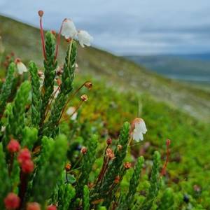 Arctic White Heather in Gilbbesjávri, Sápmi (Cassiope tetragona)
