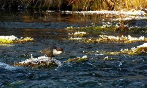 Photo: Jonna Saari. "Dipper at work."