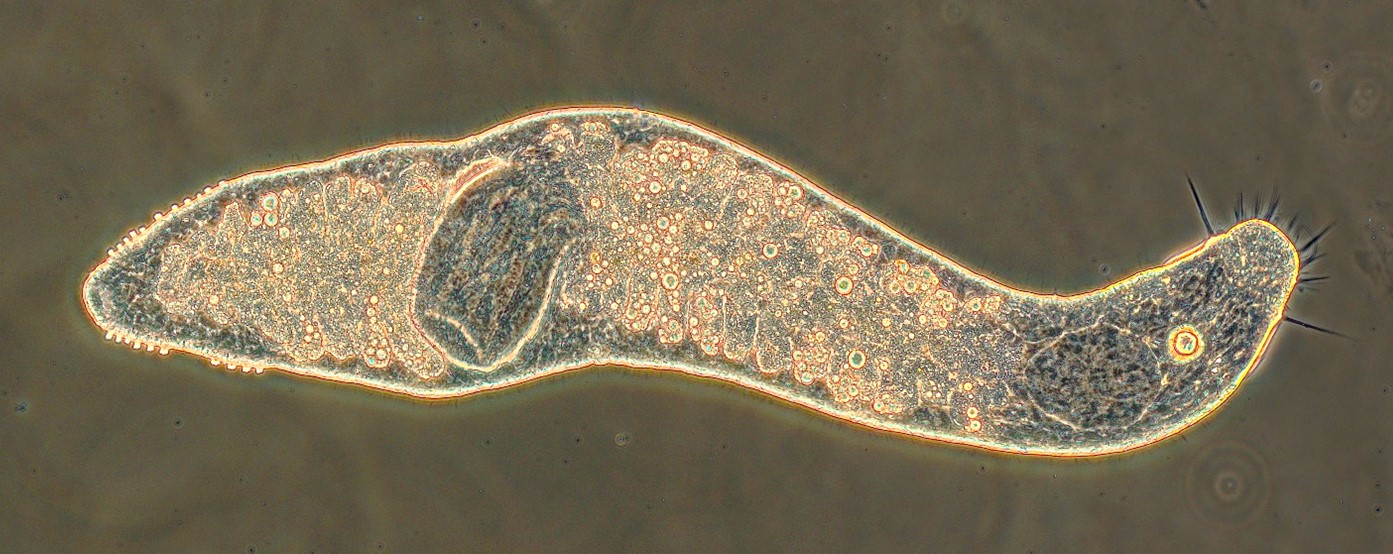 Arctic Marine Biodiversity Photo1