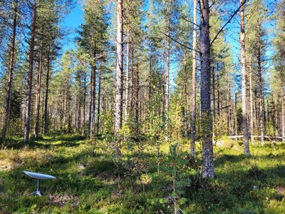 A typical wood covered measurement spot.