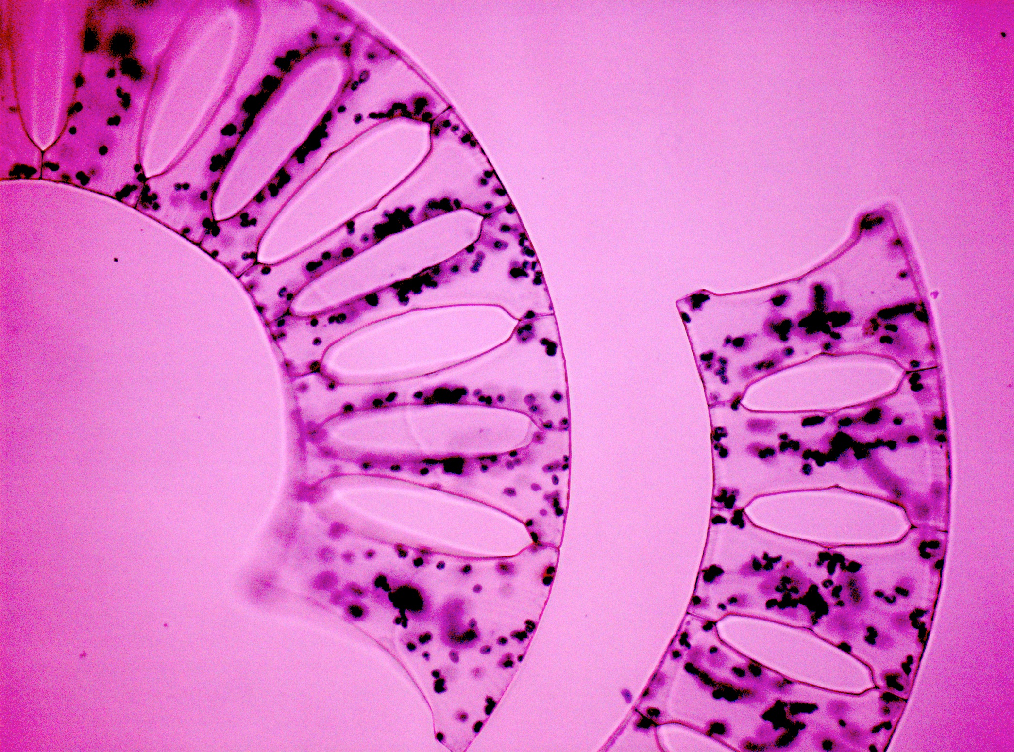 Marine microalgae underpin global carbon cycles and food webs. They are also promising biotechnology agents for carbon capture and utilization. 