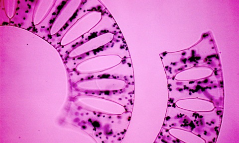 Marine microalgae underpin global carbon cycles and food webs. They are also promising biotechnology agents for carbon capture and utilization. 