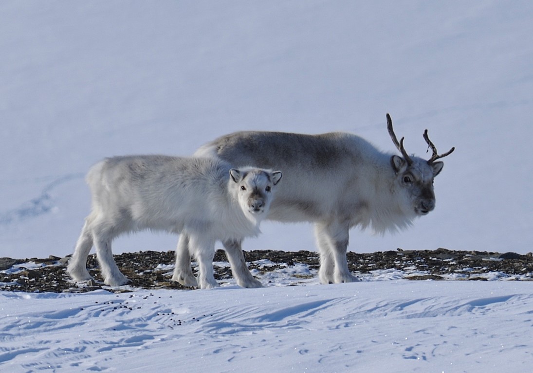 Svalbard reindeer female and calf