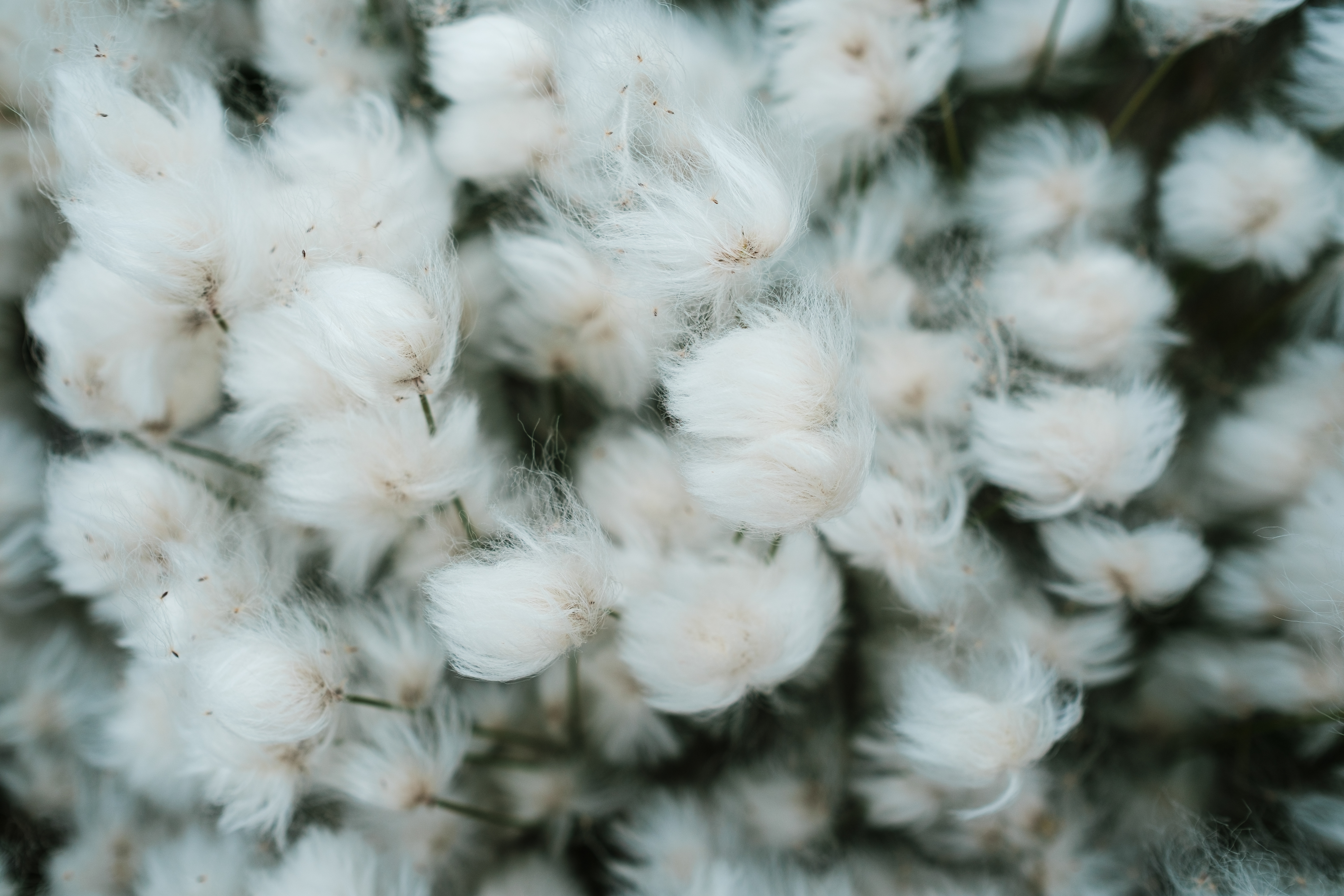 Cotton Grass At Peninsula Point, Beaufort Coast, Northwest Territories PHOTO: Weronika Murray