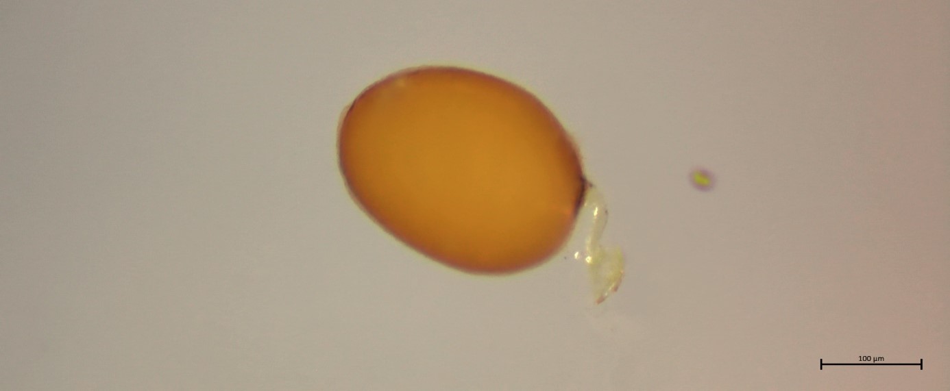 Arctic Marine Biodiversity Photo2