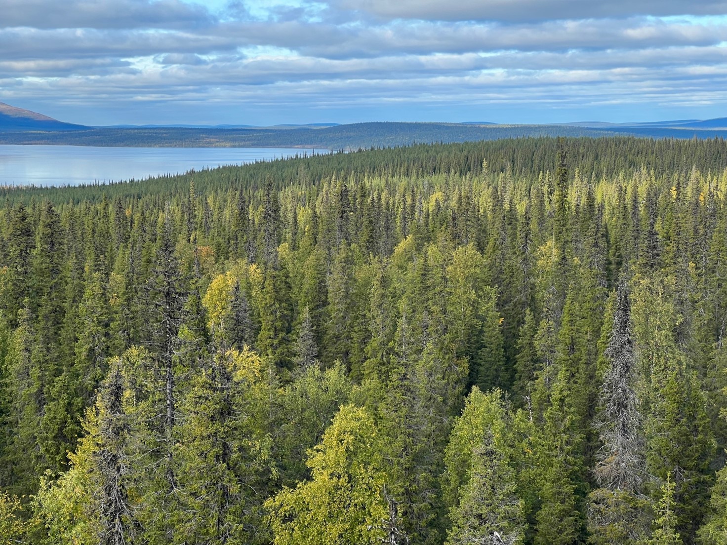 Northern forested system surrounding Pallasjärvi, the area of research in the new Arctic Carbon-water interactions project.