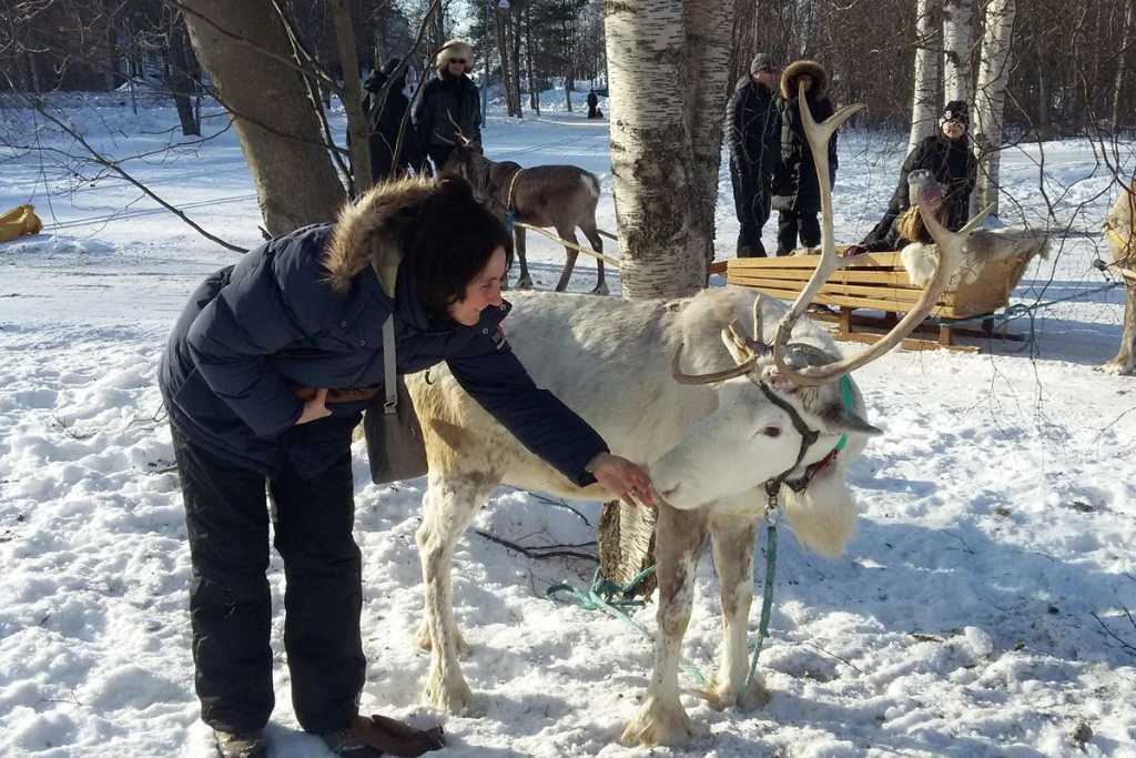 Tamara's first interaction with a draught reindeer in Oulu, Finland